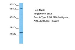 ELL2 Rabbit anti-Human, Polyclonal, Novus Biologicals 0.1 mL | Buy Online | Novus Biologicals | Fisher Scientific